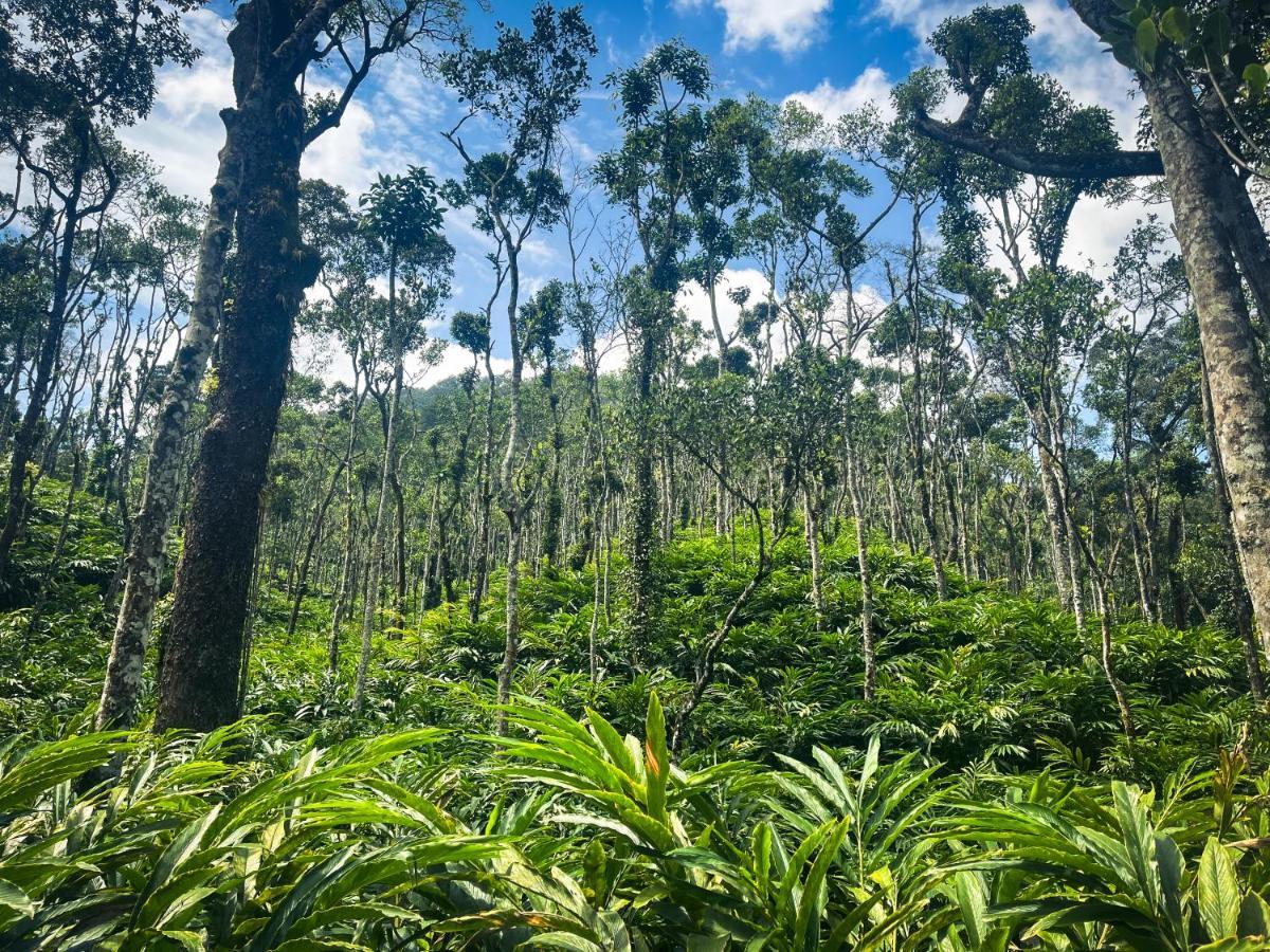 Mystic Mayapott, Thekkady Exteriör bild